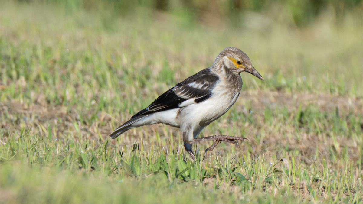 Black-collared Starling - ML620921164