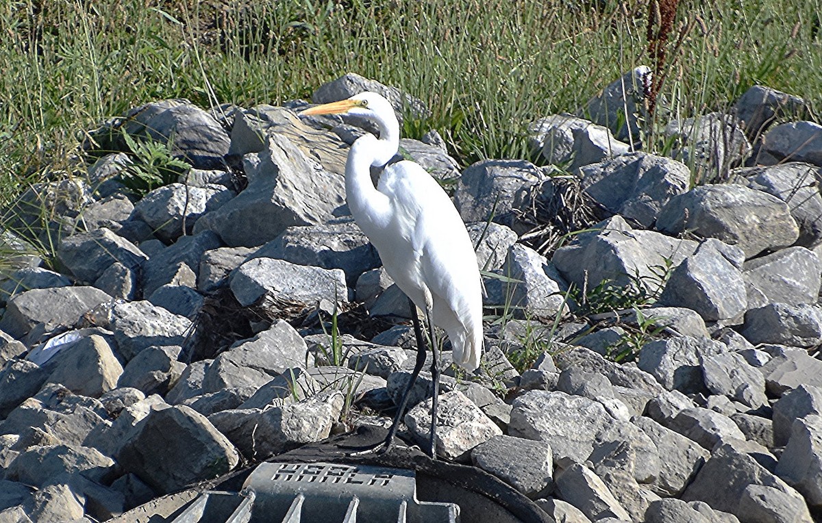 Great Egret - Scott Jackson