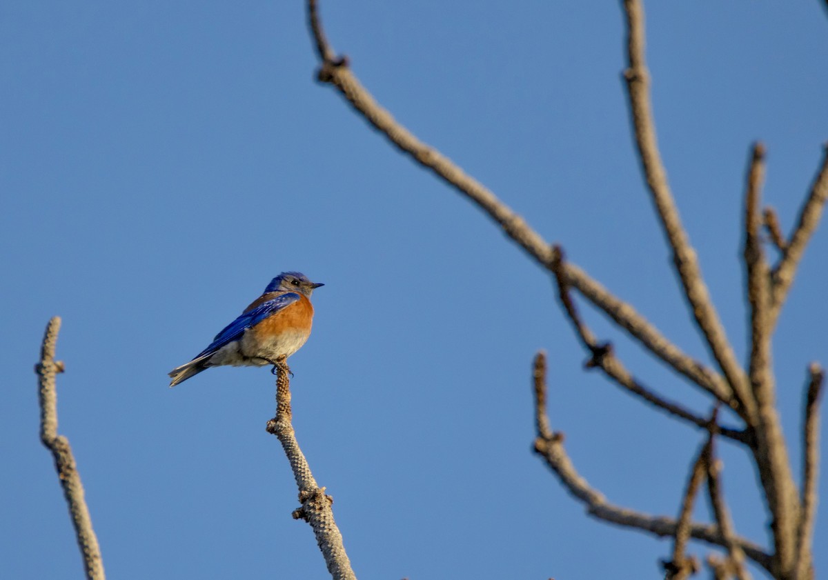 Western Bluebird - ML620921187