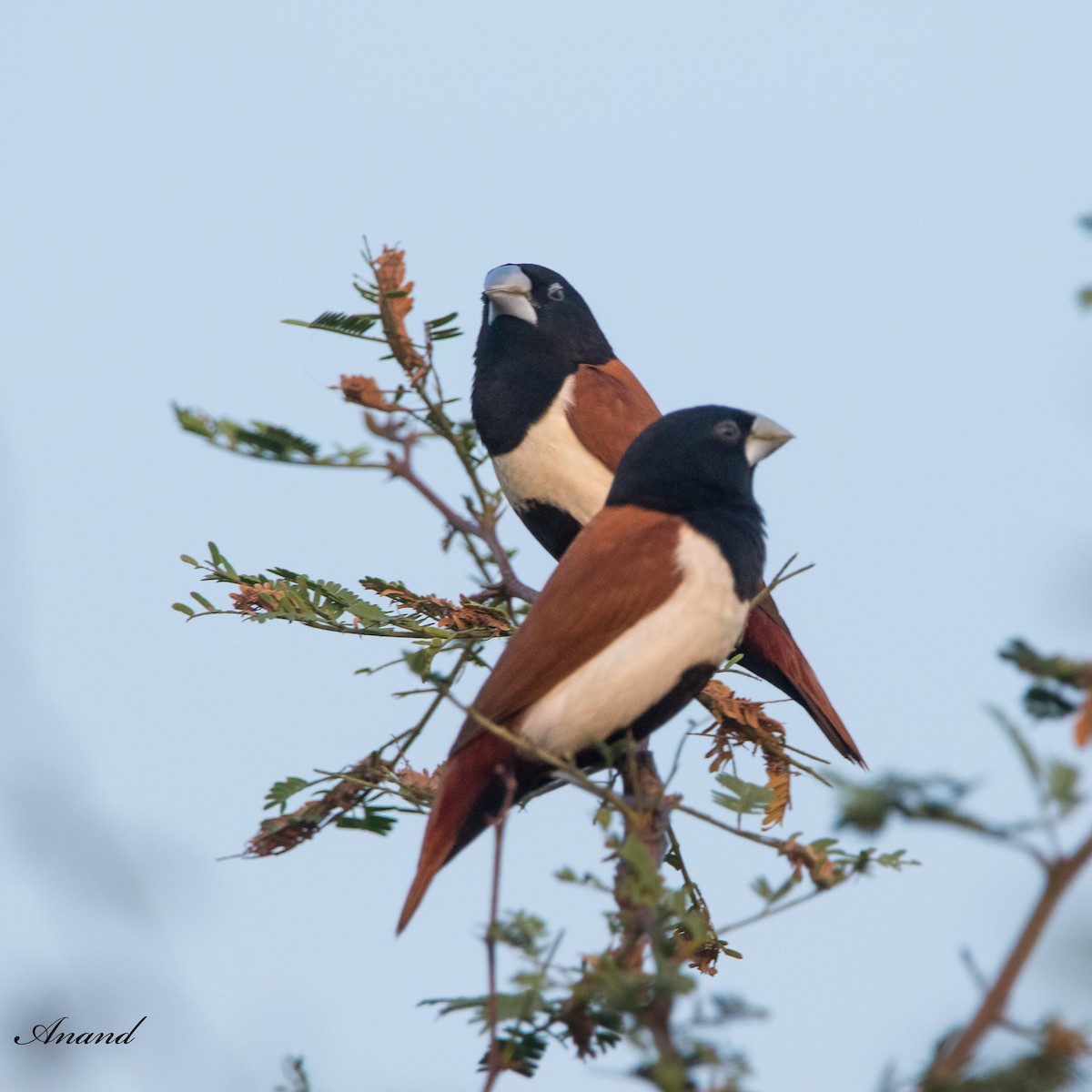 Tricolored Munia - ML620921196