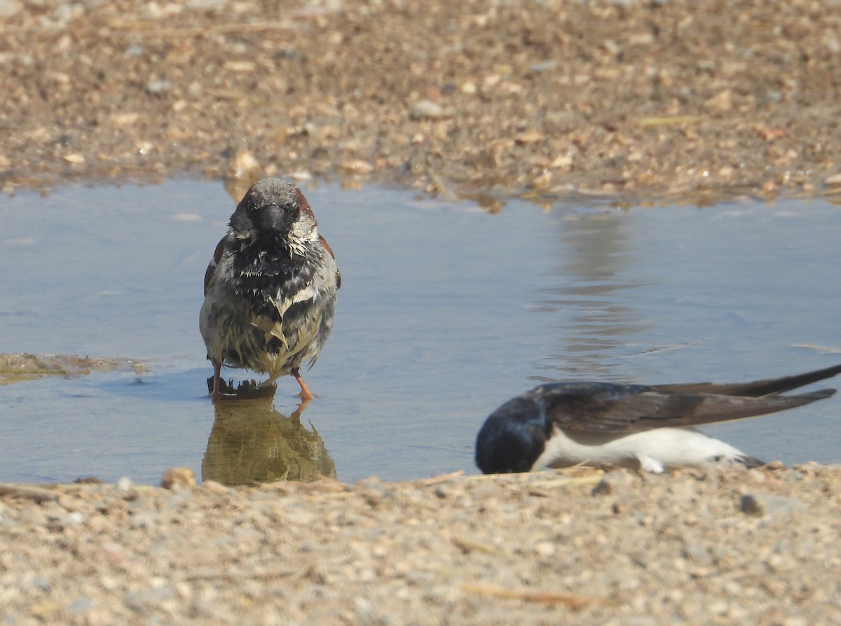 House Sparrow - ML620921201