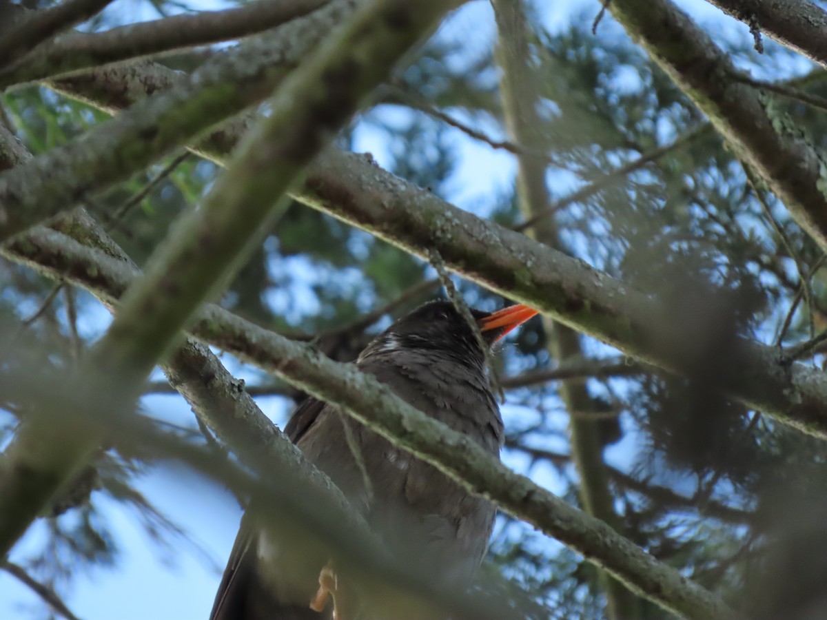 Great Thrush - Cristian Cufiño