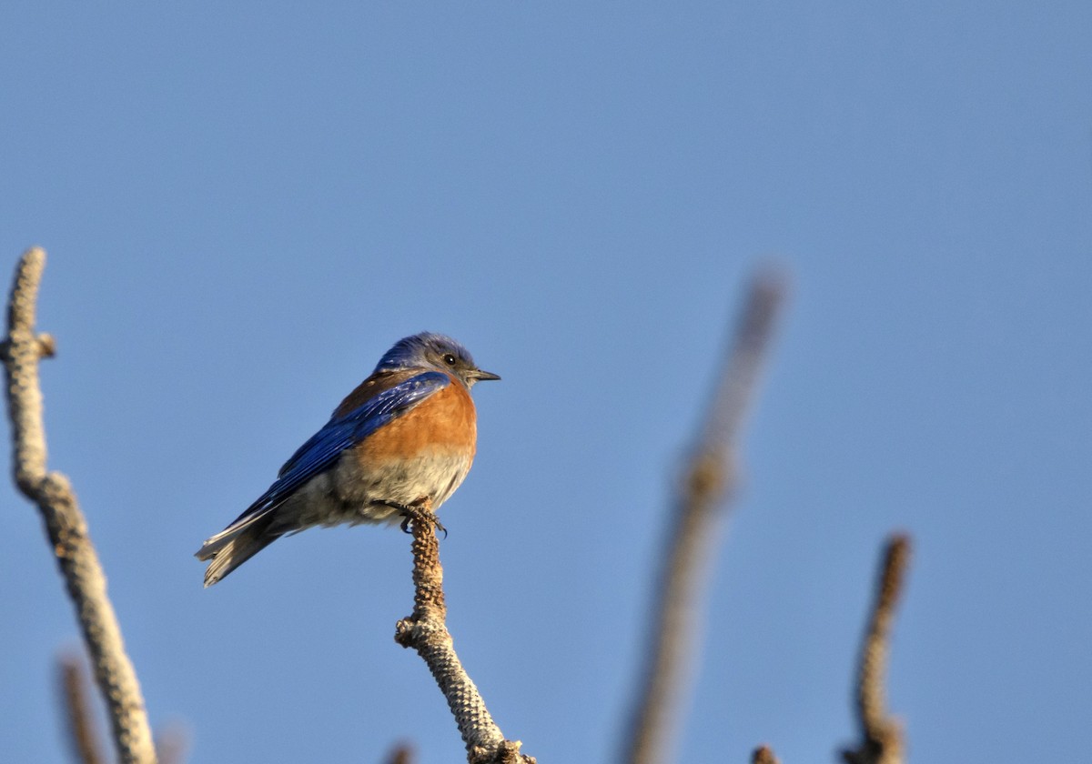 Western Bluebird - ML620921205