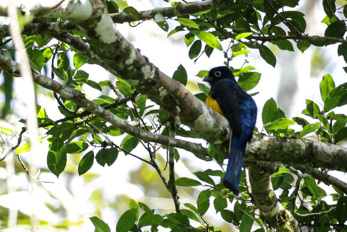 Trogon à queue blanche - ML620921207