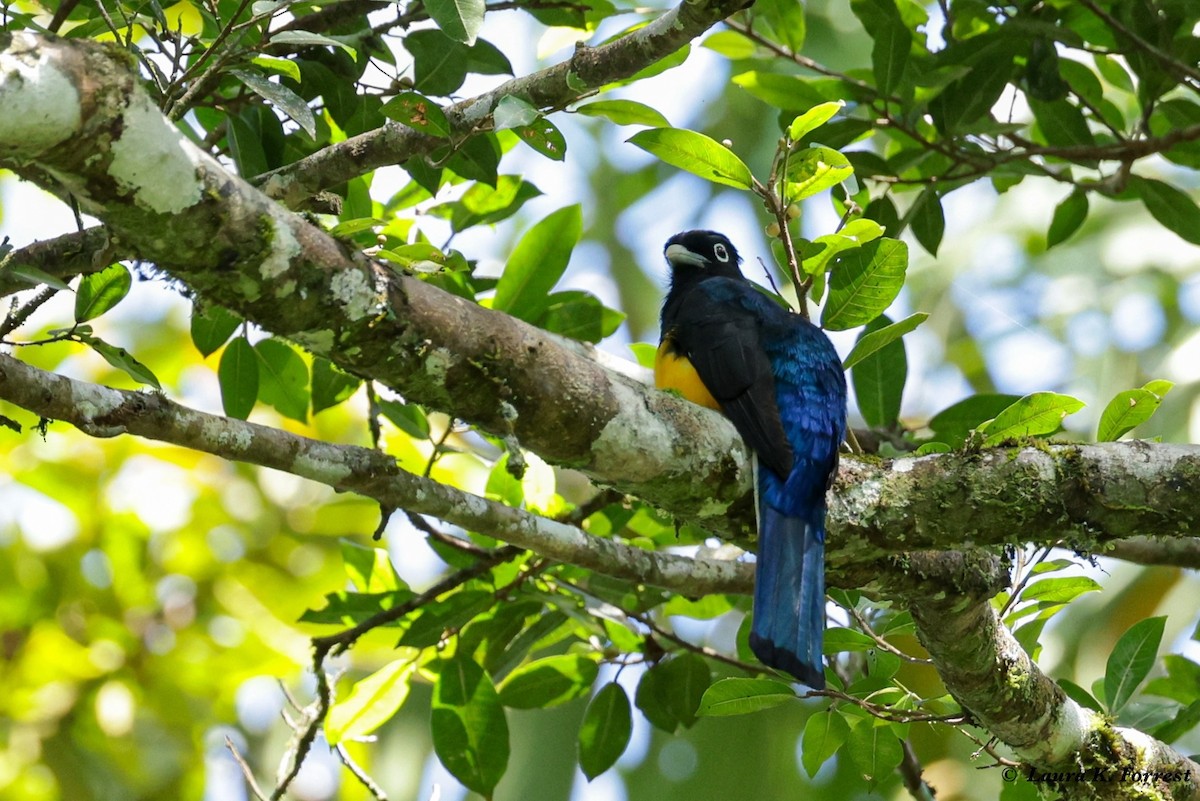 Trogon à queue blanche - ML620921208