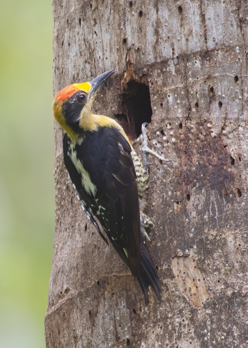 Golden-naped Woodpecker - ML620921220