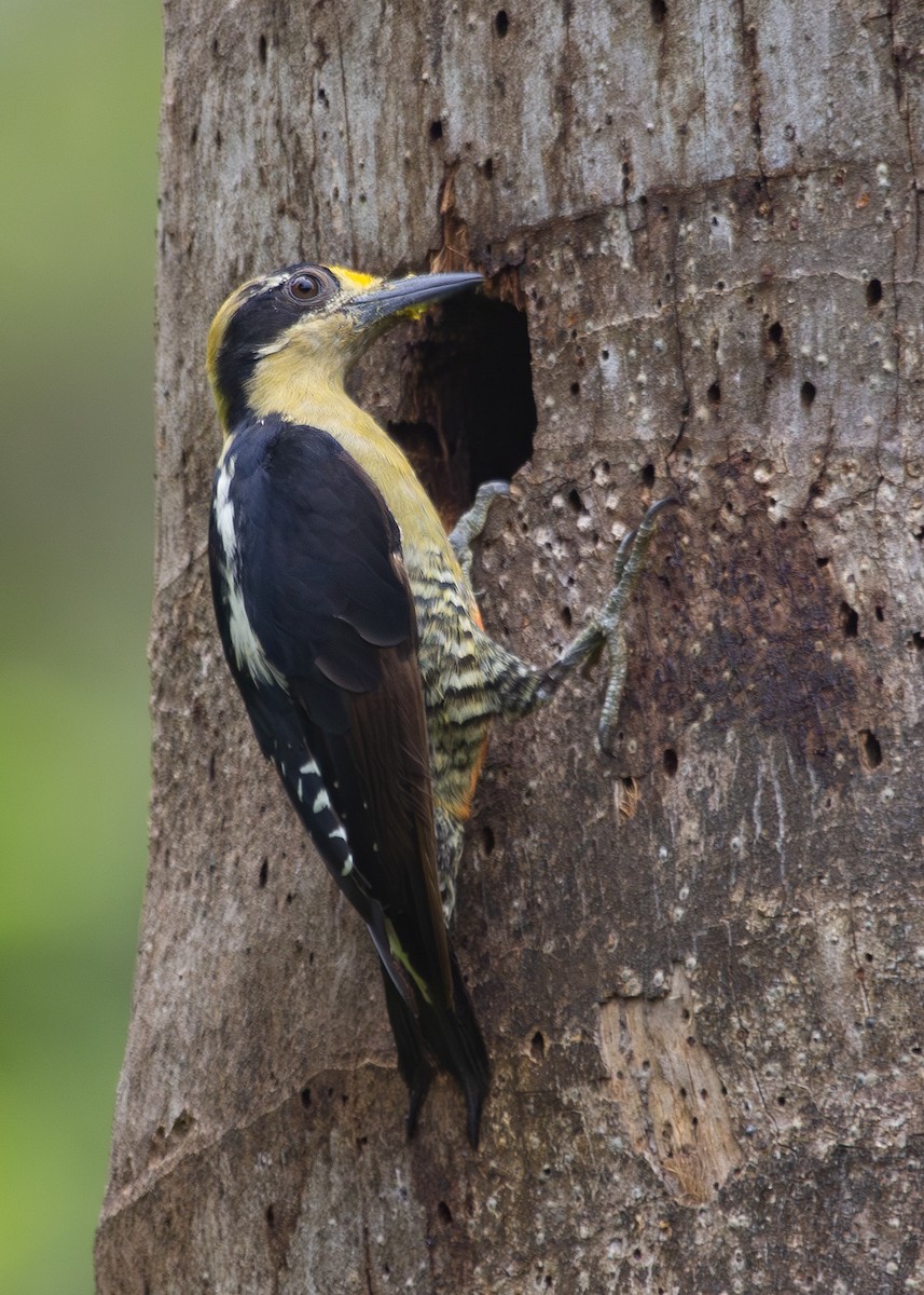 Golden-naped Woodpecker - ML620921222