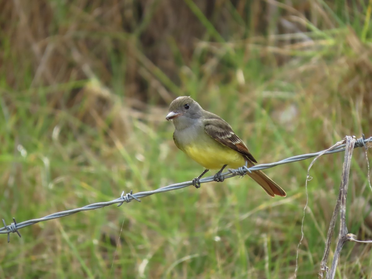 Great Crested Flycatcher - ML620921224