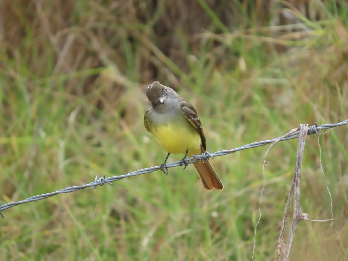Great Crested Flycatcher - ML620921225