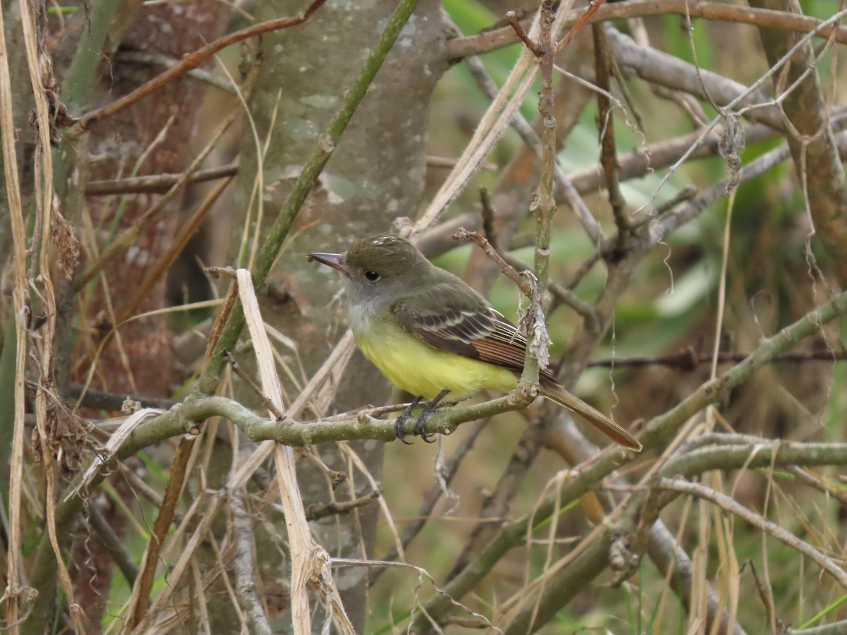 Great Crested Flycatcher - ML620921226