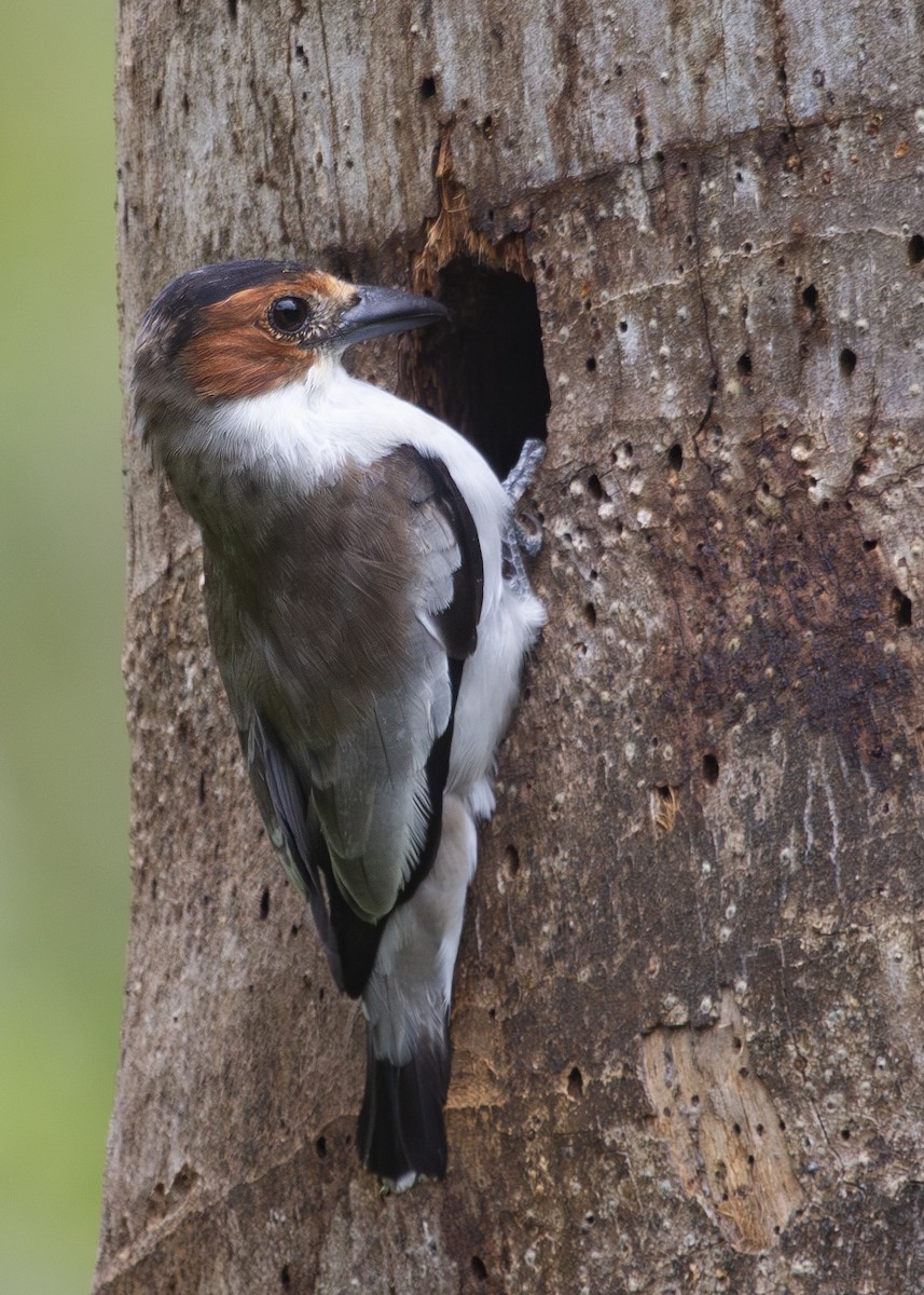 Black-crowned Tityra - ML620921227