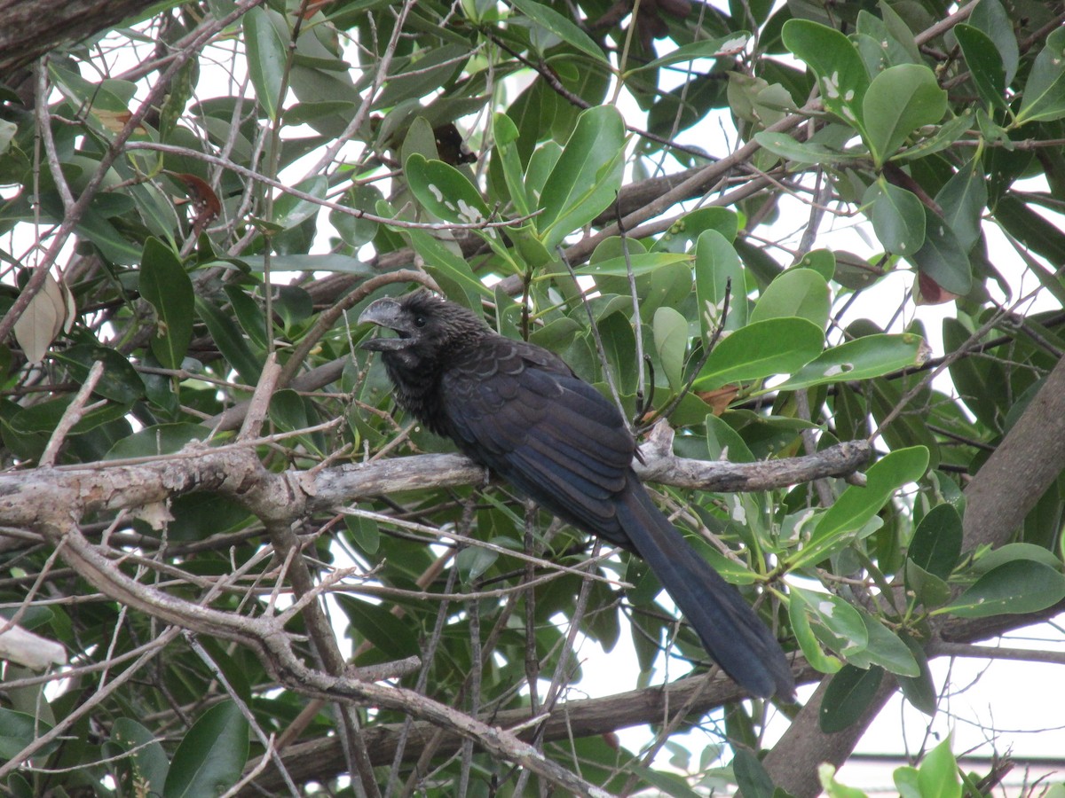 Smooth-billed Ani - ML620921228