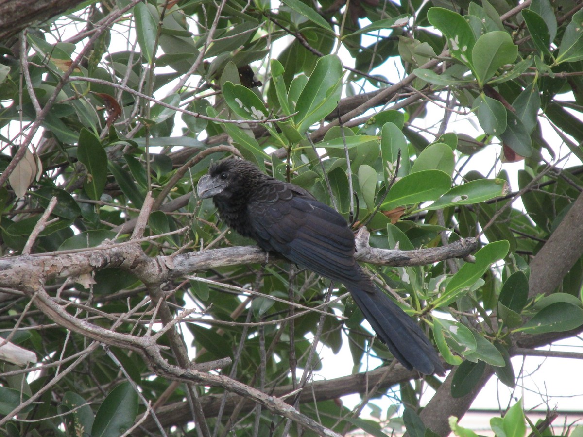 Smooth-billed Ani - ML620921229