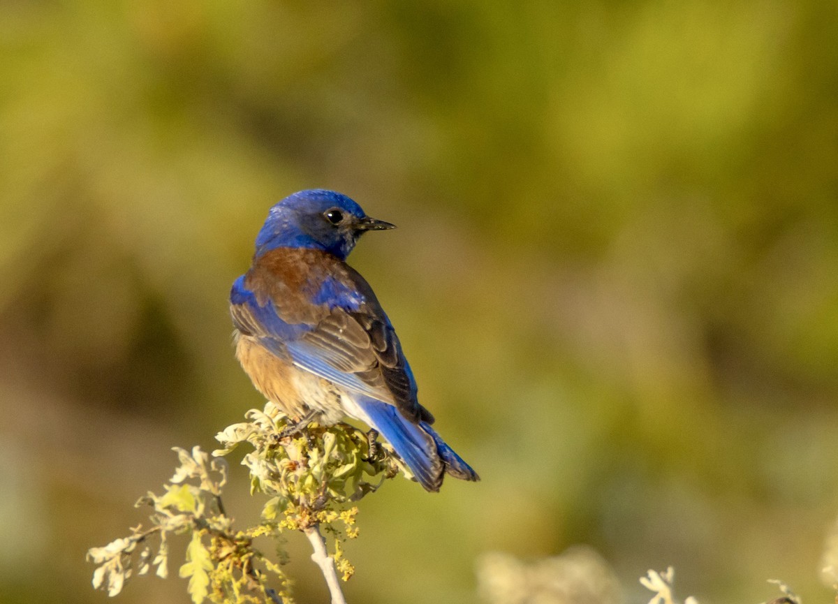 Western Bluebird - ML620921230