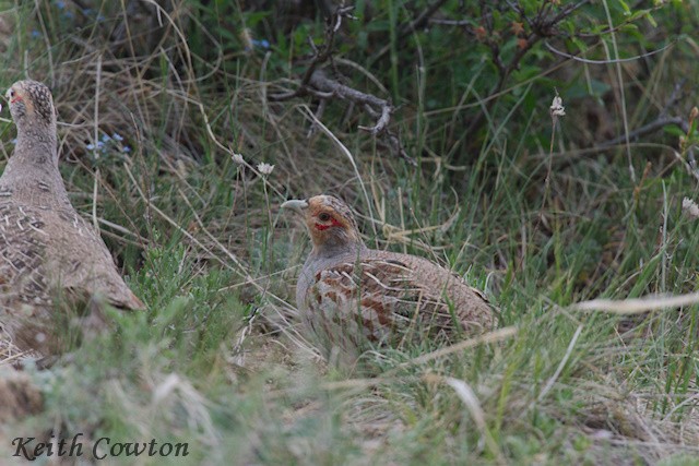 Daurian Partridge - ML620921238