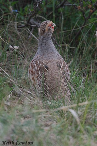 Daurian Partridge - ML620921239