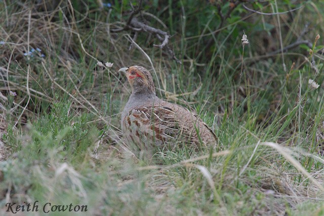 Daurian Partridge - ML620921241