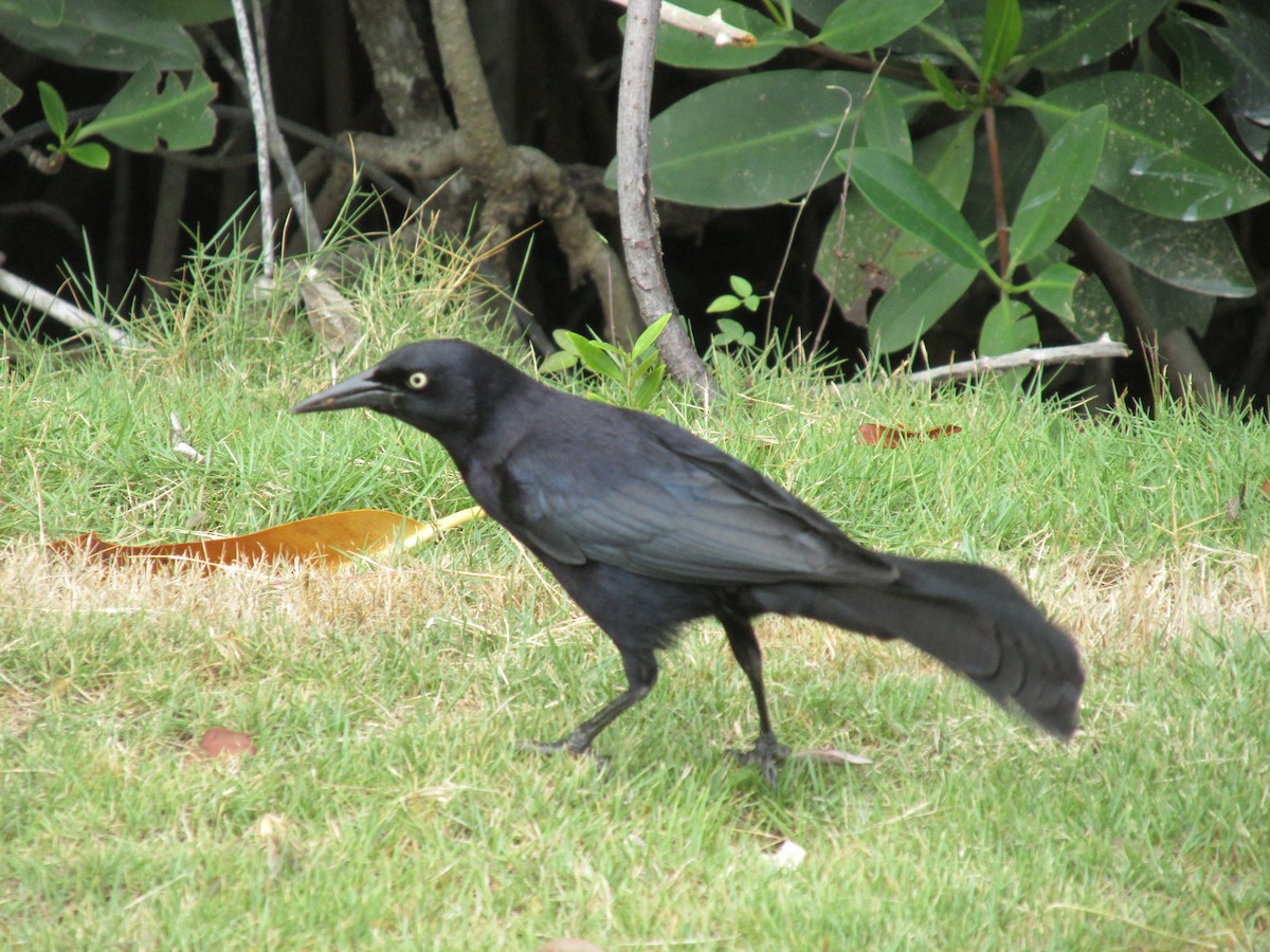 Greater Antillean Grackle - ML620921243