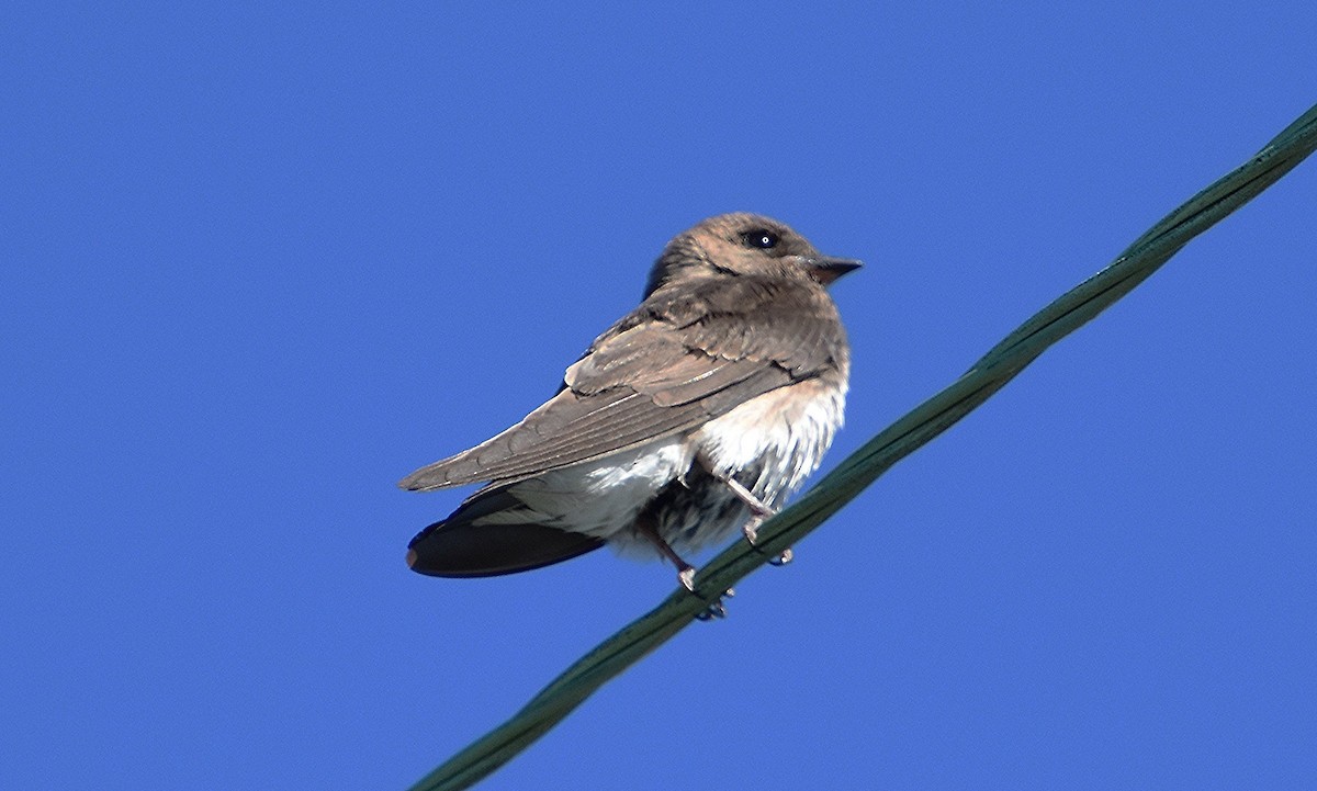 Northern Rough-winged Swallow - ML620921244