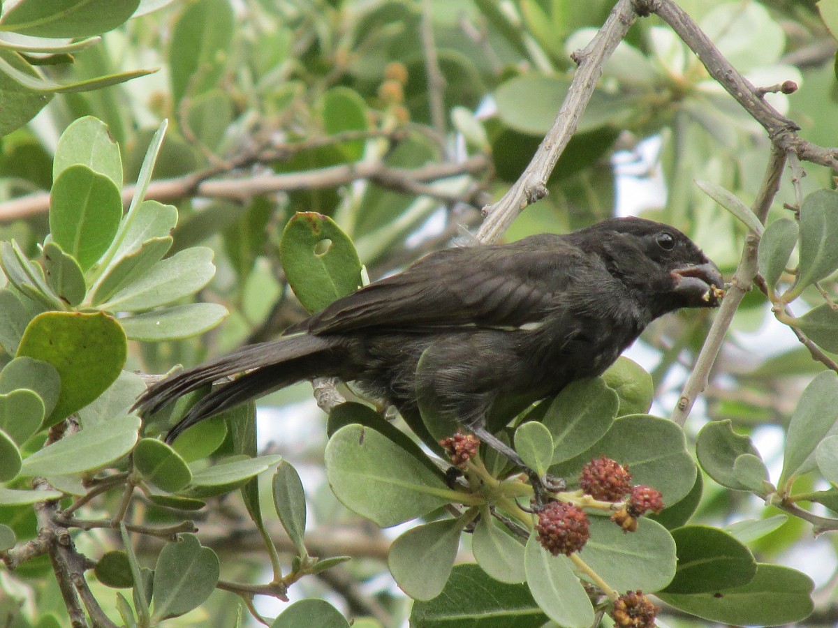 Cuban Bullfinch - ML620921255