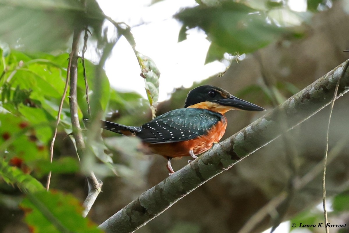Green-and-rufous Kingfisher - Laura Forrest