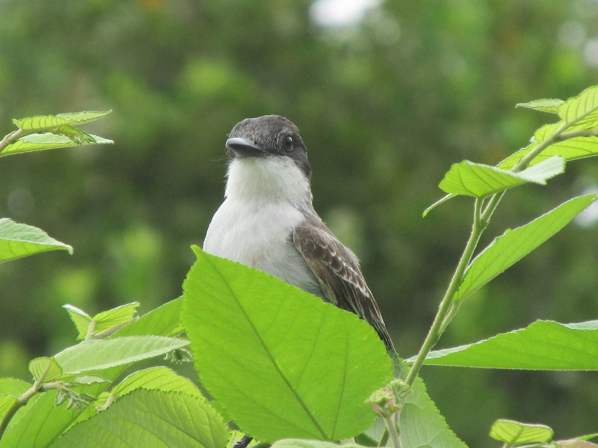 Loggerhead Kingbird - Carlos Hernández Peraza