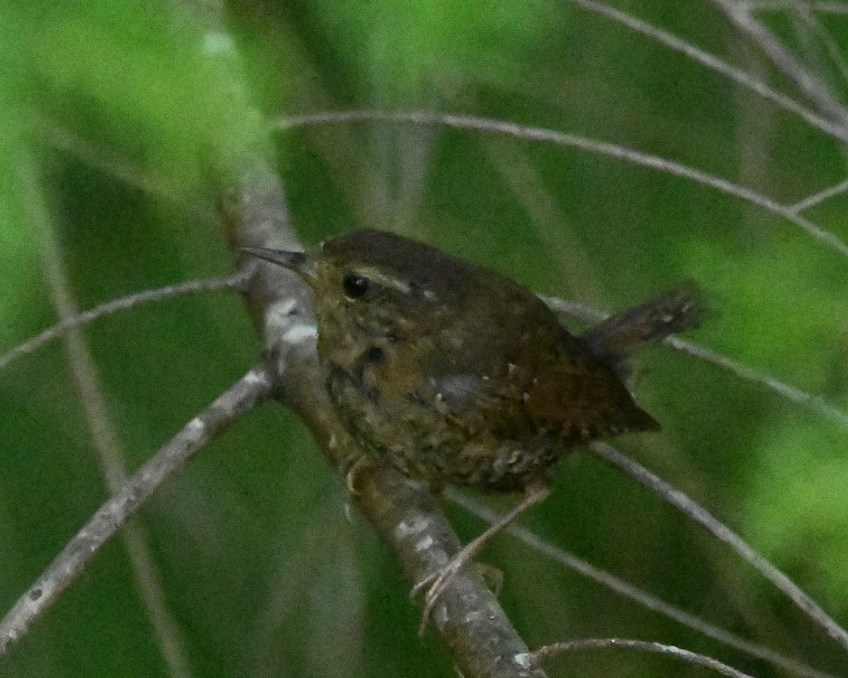 Pacific Wren - Hannah Girgente