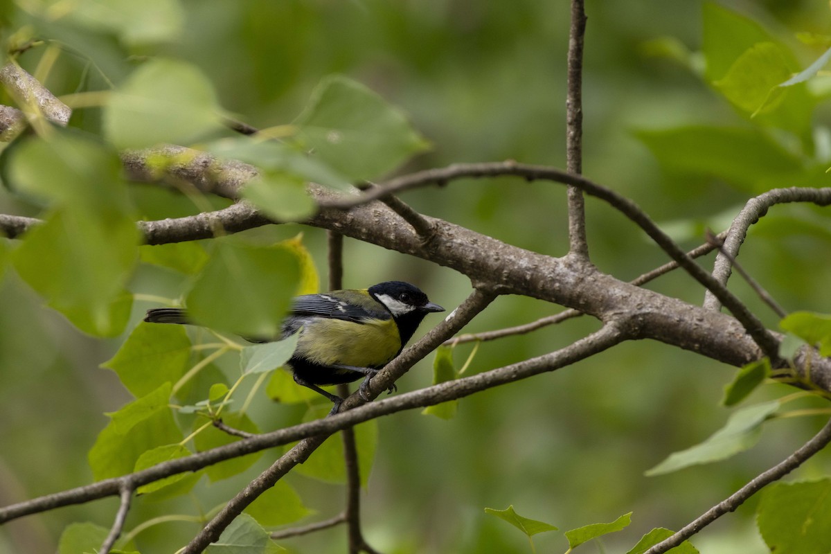 Great Tit - ML620921293