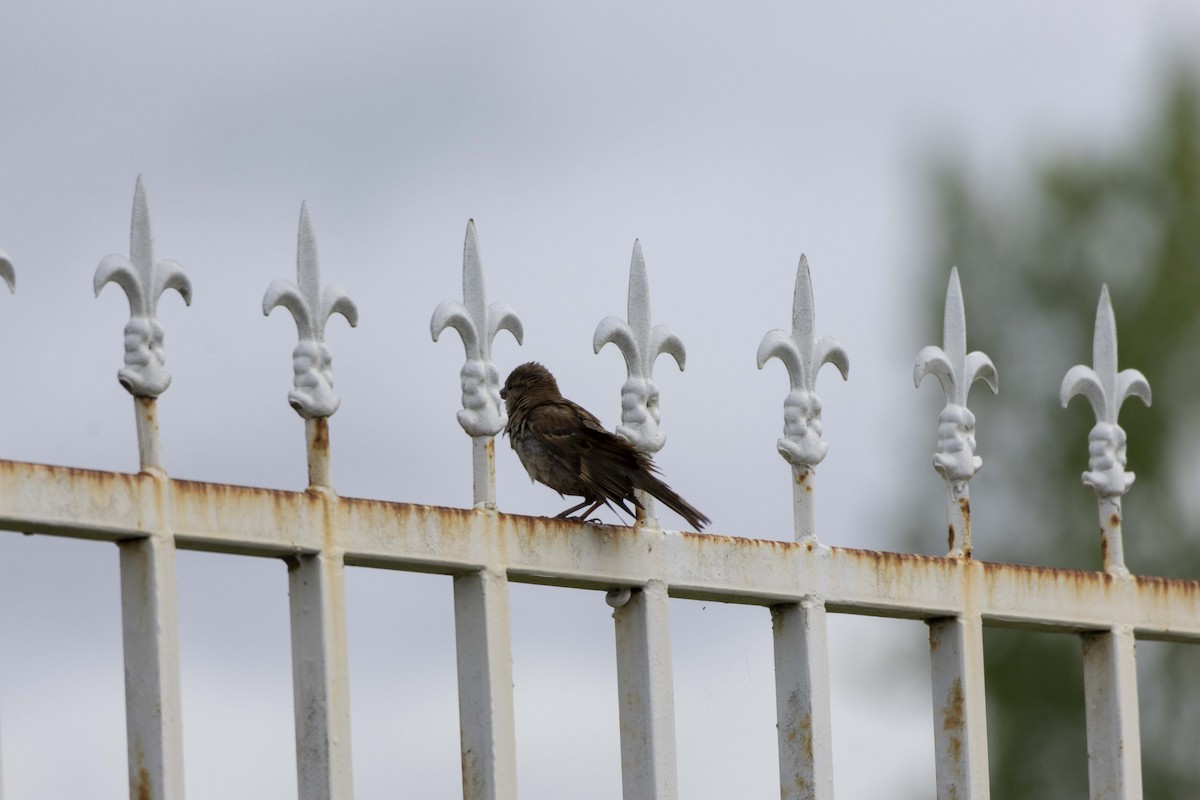 House Sparrow - ML620921296