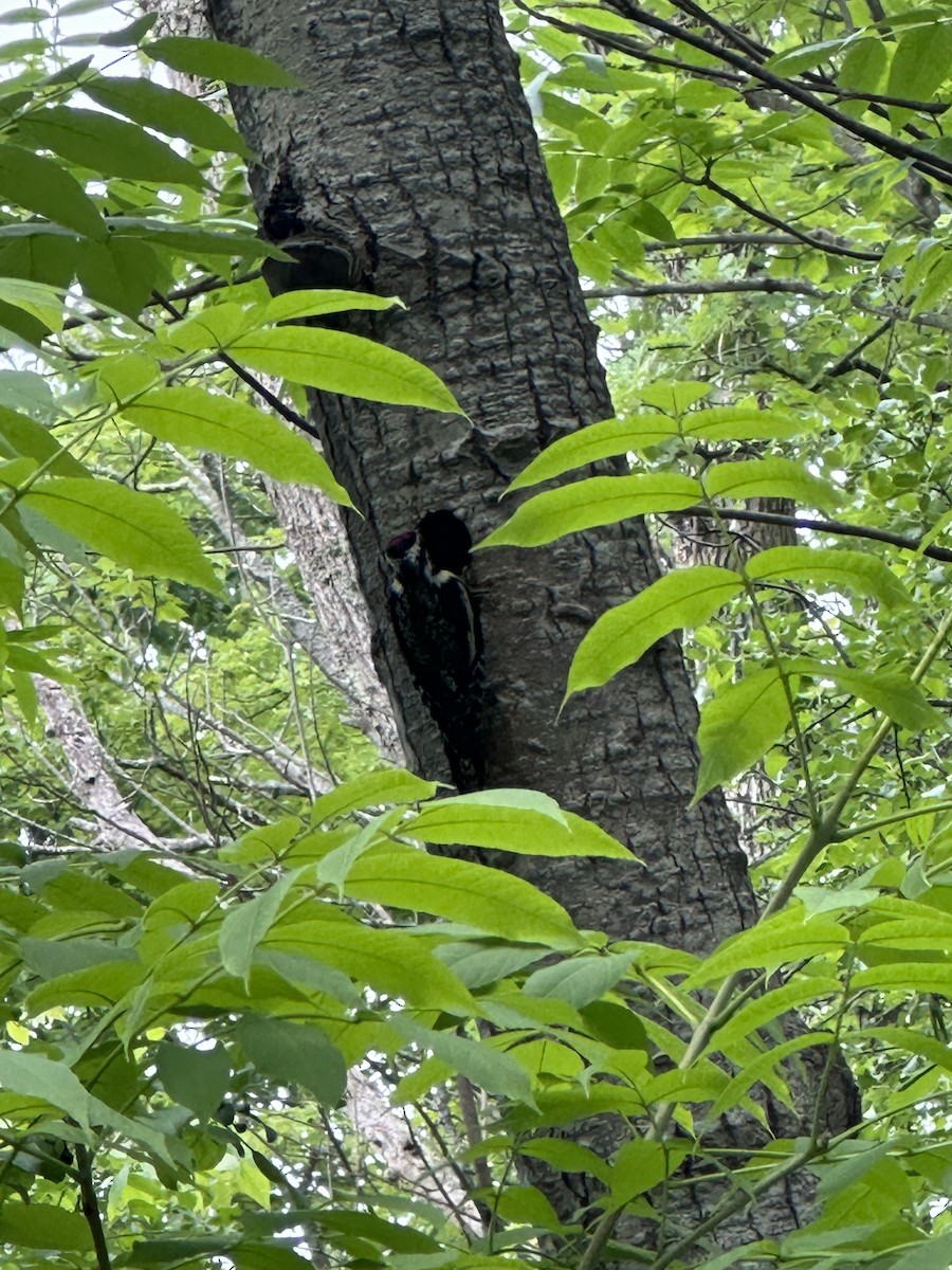 Yellow-bellied Sapsucker - ML620921302