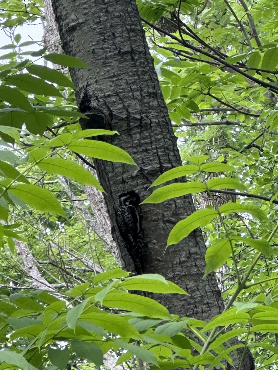 Yellow-bellied Sapsucker - ML620921303