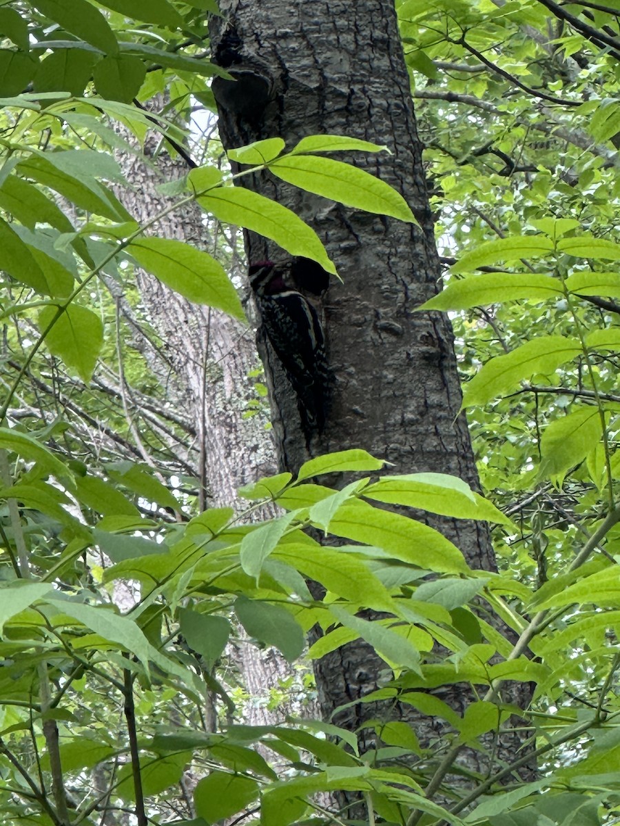 Yellow-bellied Sapsucker - ML620921304