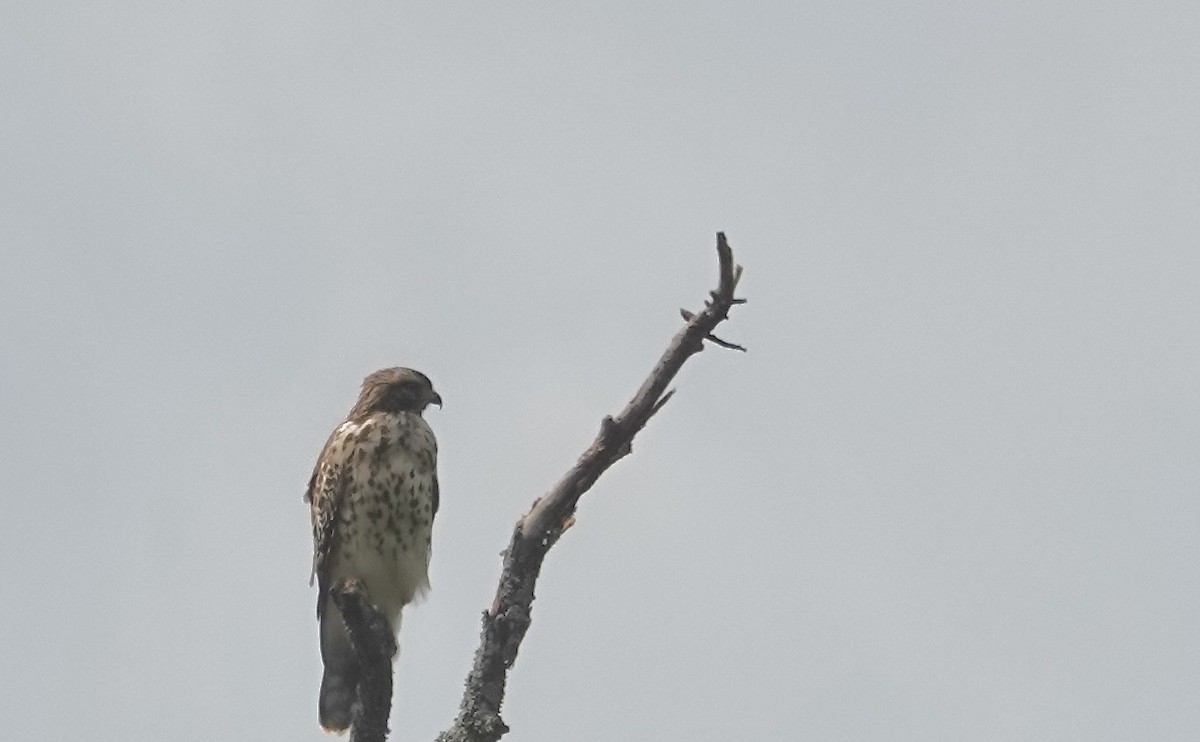 Red-shouldered Hawk - ML620921308