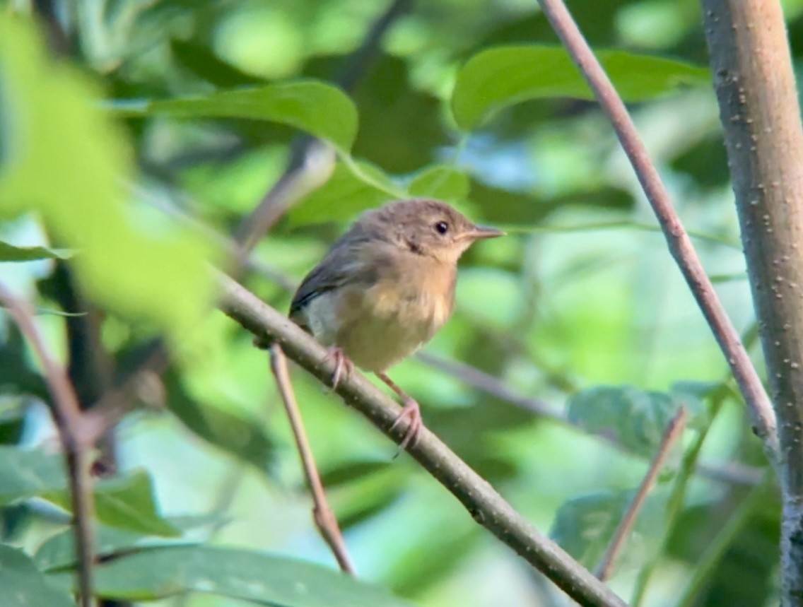 Common Yellowthroat - ML620921310