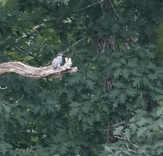 Belted Kingfisher - ML620921311