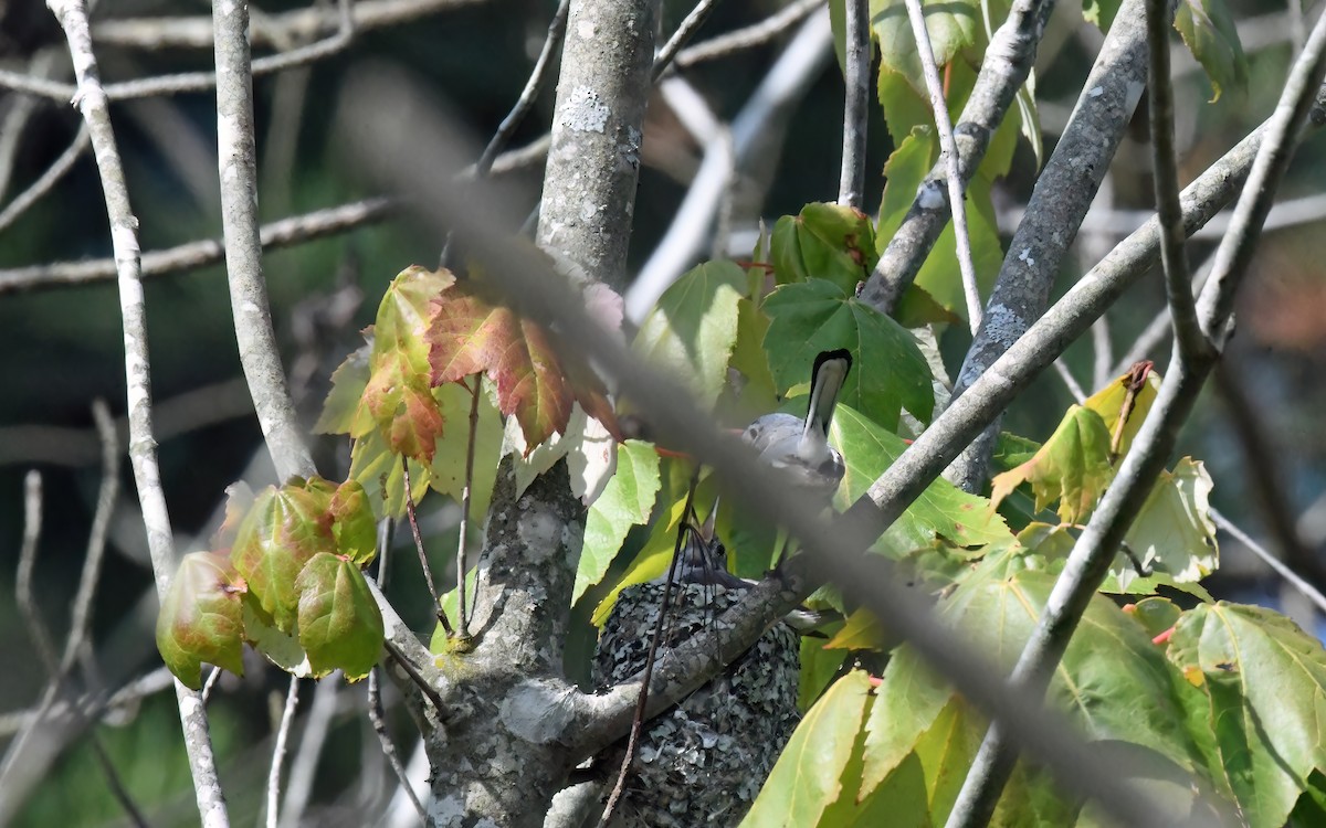 Blue-gray Gnatcatcher - ML620921312