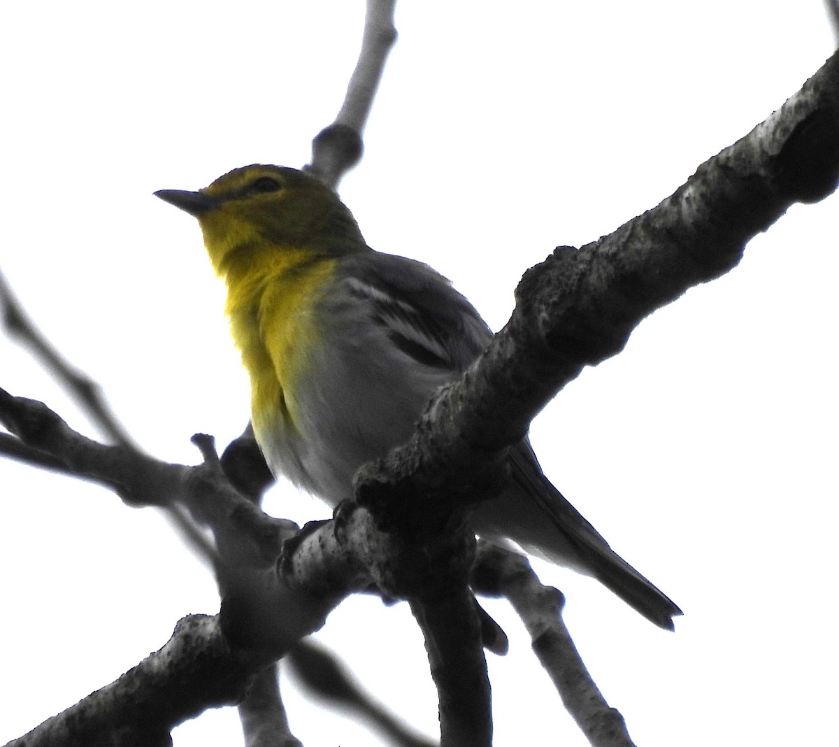 Yellow-throated Vireo - ML620921313