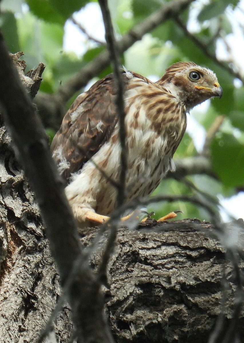 Cooper's Hawk - ML620921314