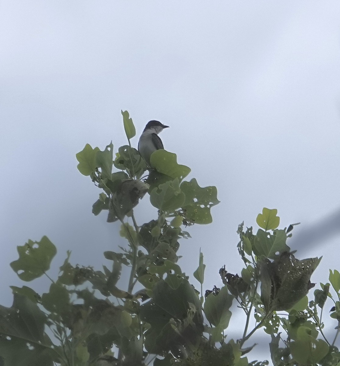 Eastern Kingbird - ML620921316