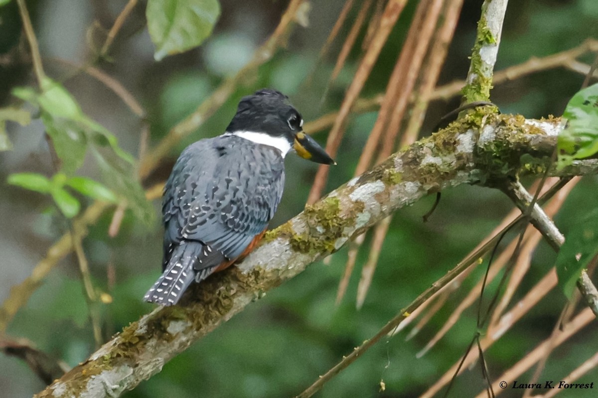 Martín Gigante Neotropical - ML620921319