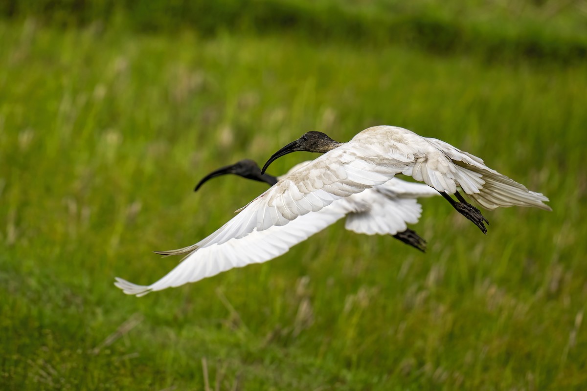 ibis černohlavý - ML620921323