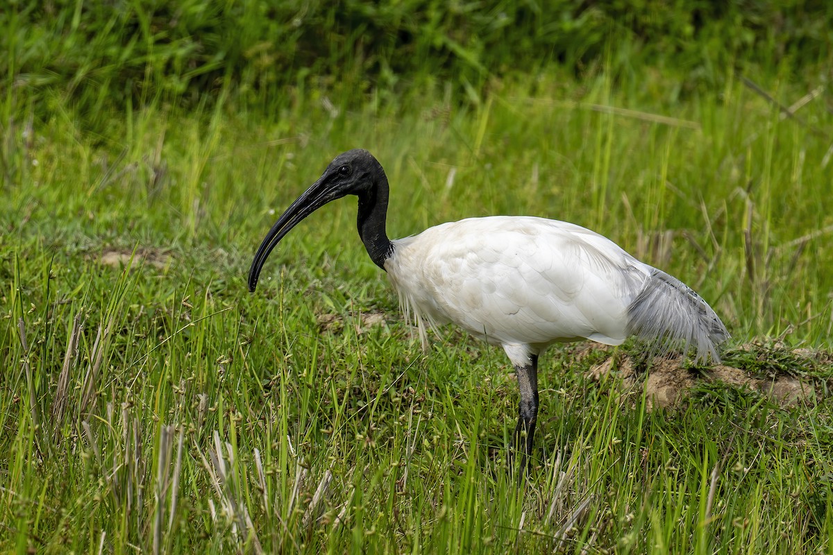 ibis černohlavý - ML620921325