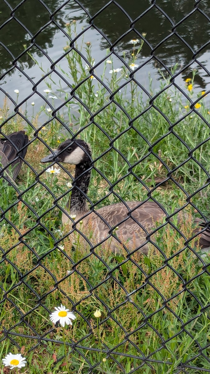 Canada Goose - ML620921326