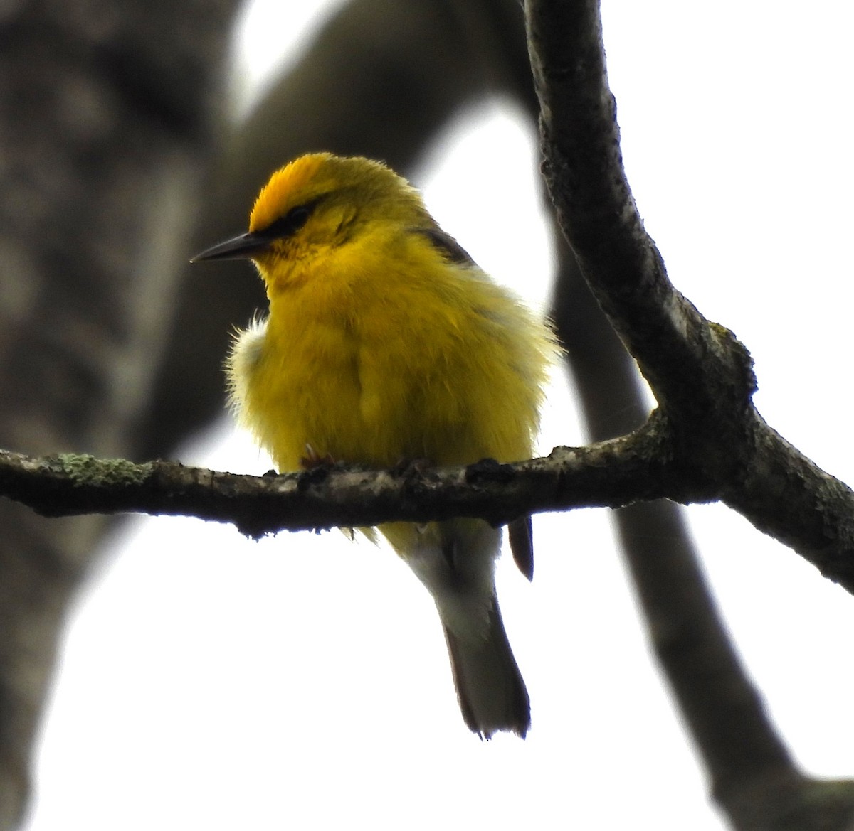 Blue-winged Warbler - ML620921327