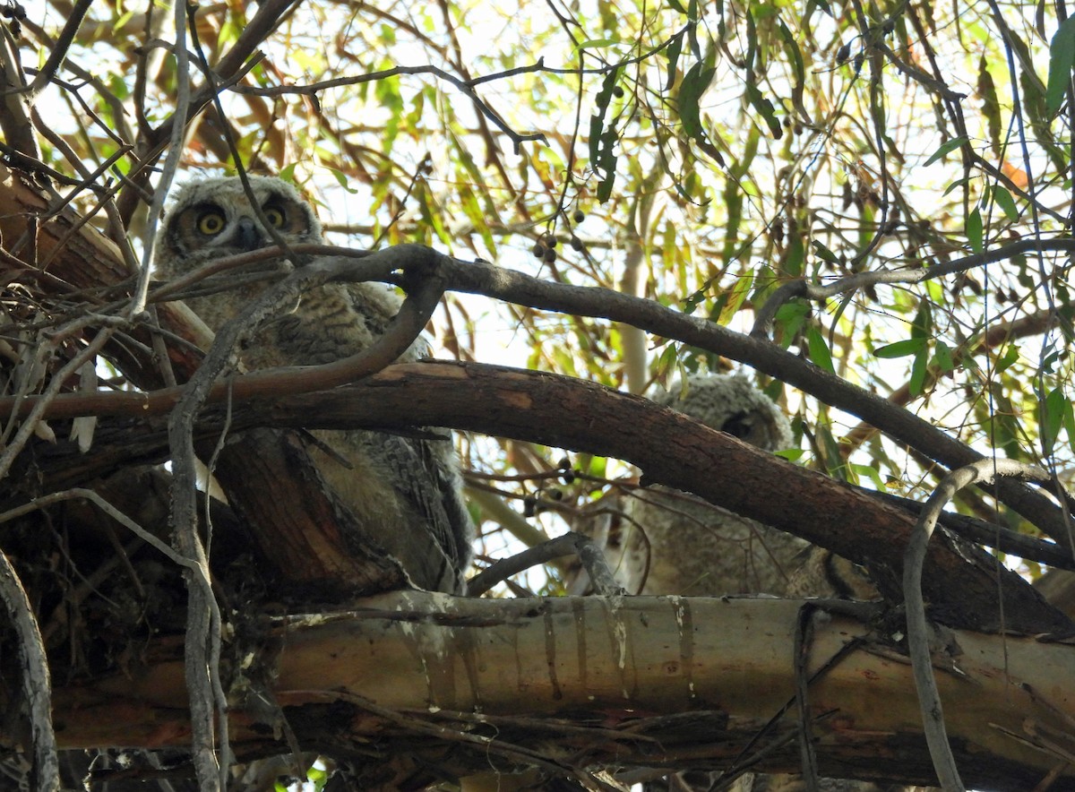 Great Horned Owl - ML620921337