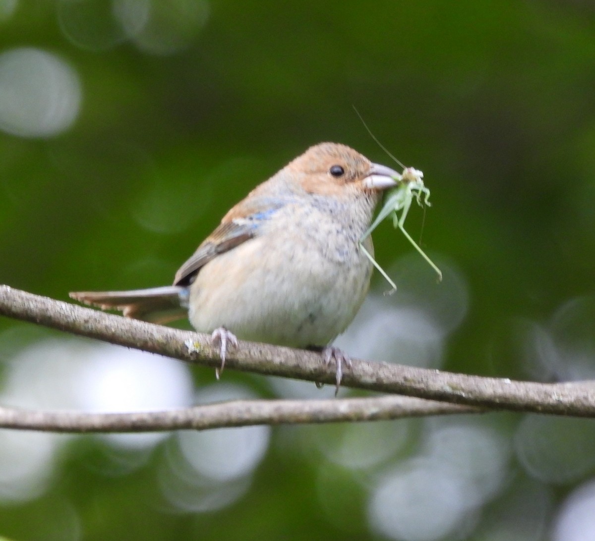 Indigo Bunting - ML620921338