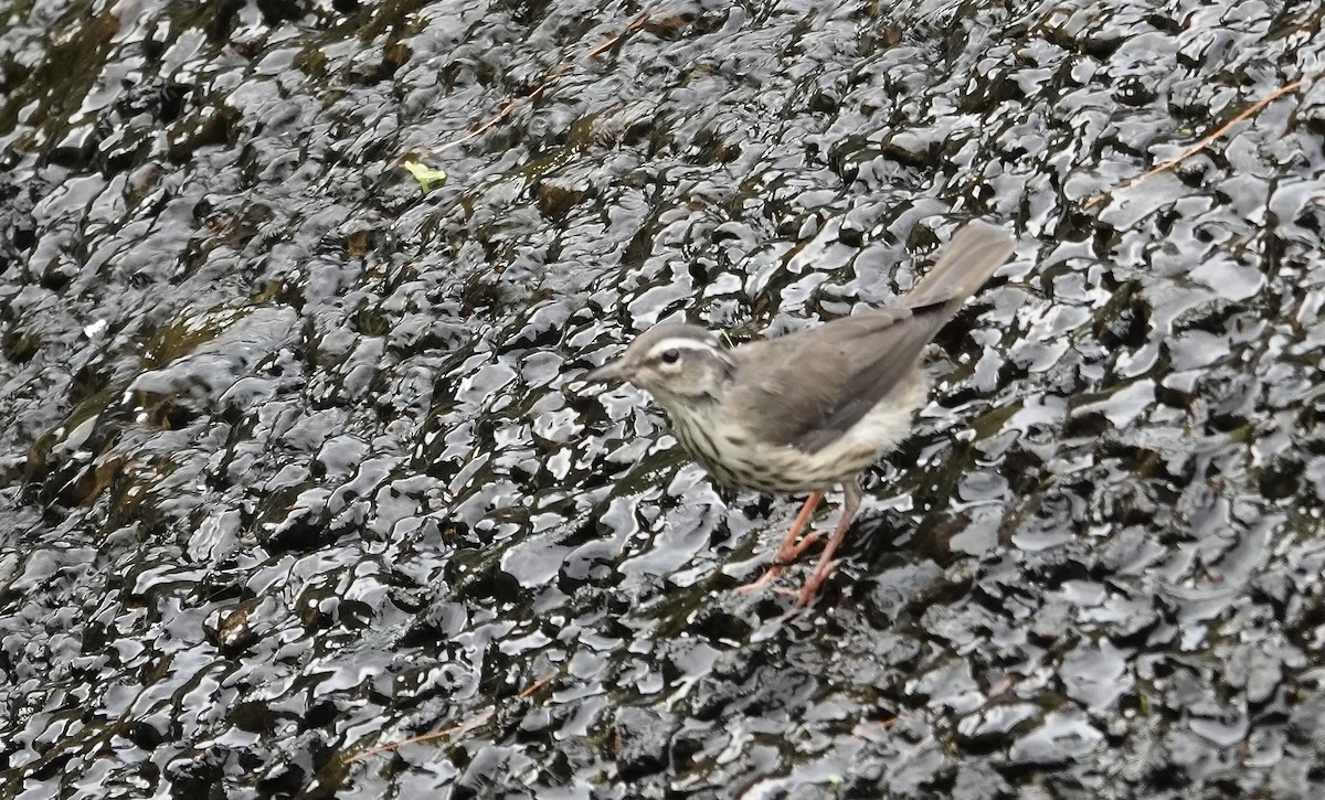 Louisiana Waterthrush - ML620921341