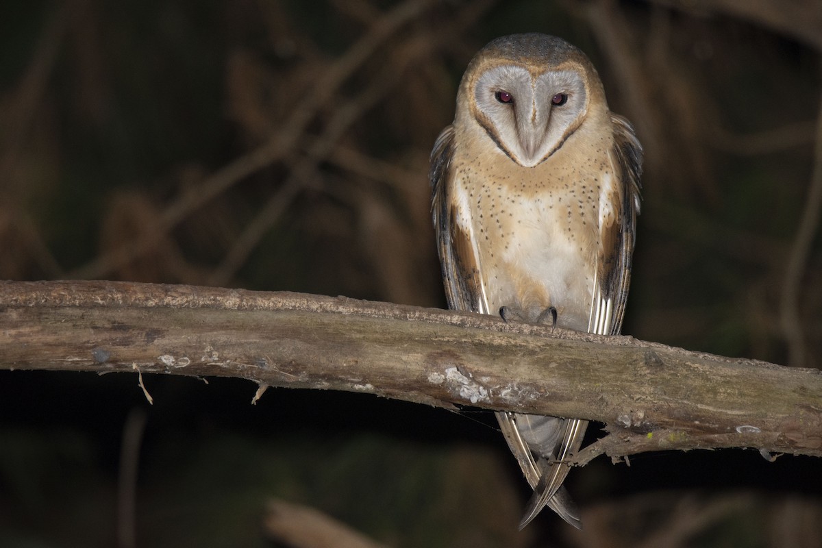Barn Owl (African) - ML620921348