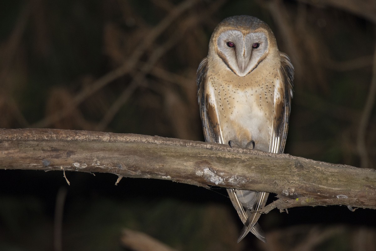 Western Barn Owl (African) - ML620921348