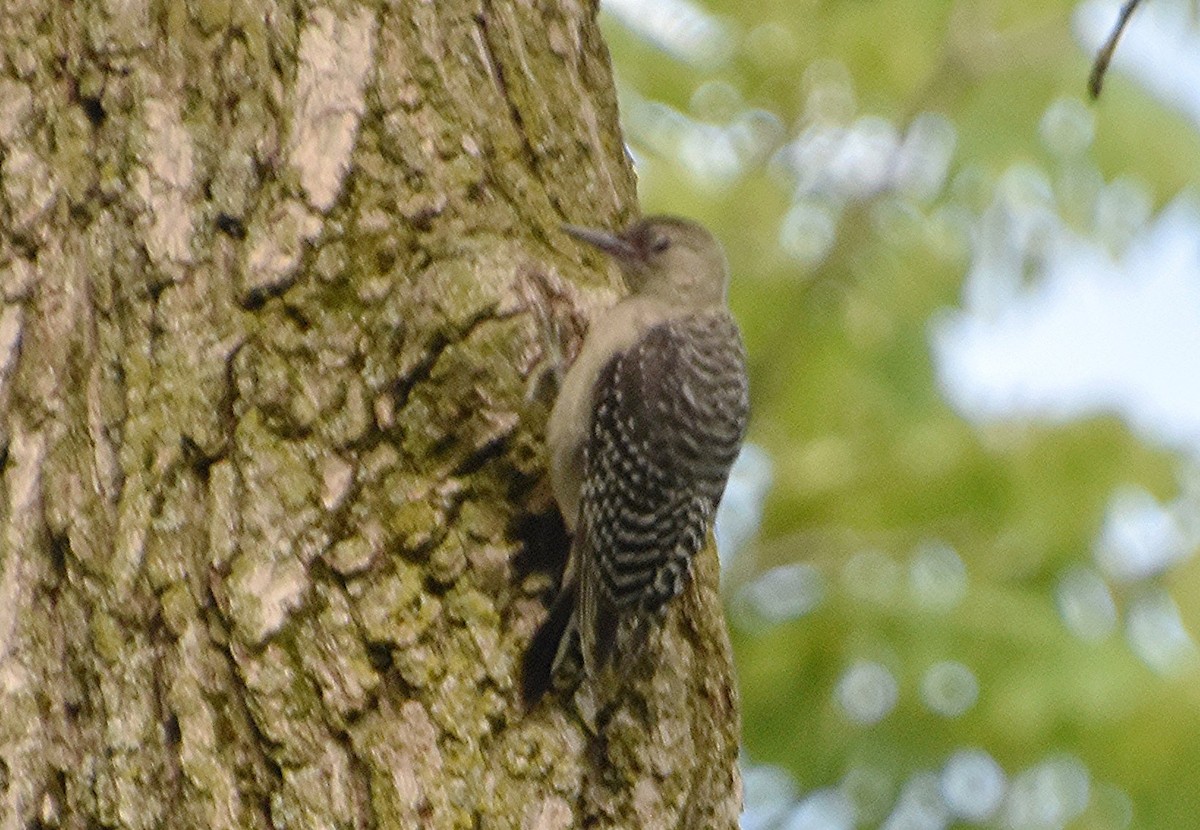 Red-bellied Woodpecker - ML620921349